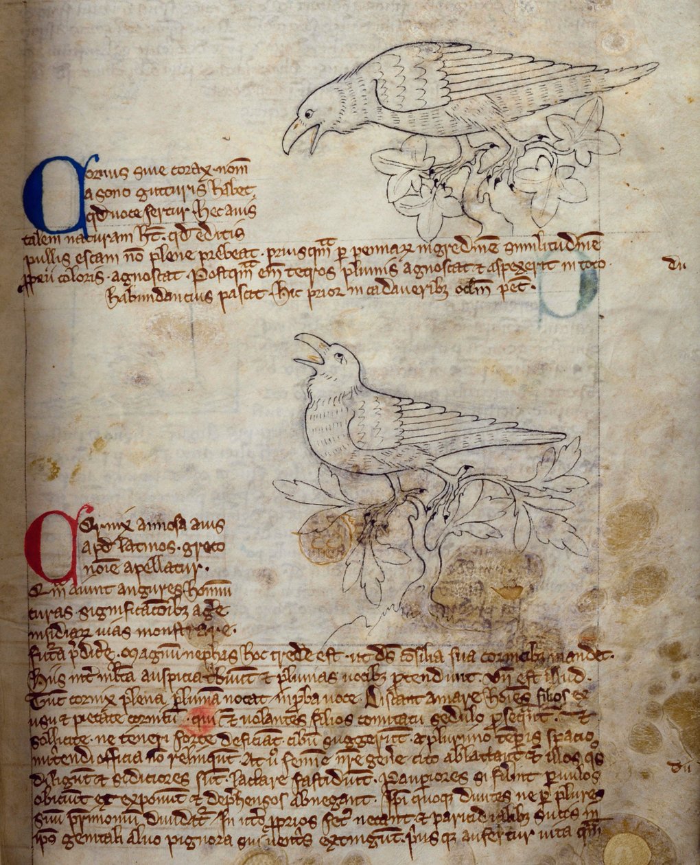 CCA-LitMs/D/10 fol. 20r Raven and Crow, fra Bestiary af English School