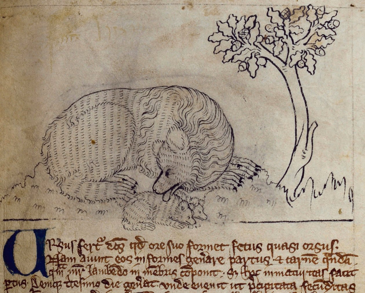 CCA-LitMs / D / 10 fol. 3r Bear, from Bestiarydani af English School