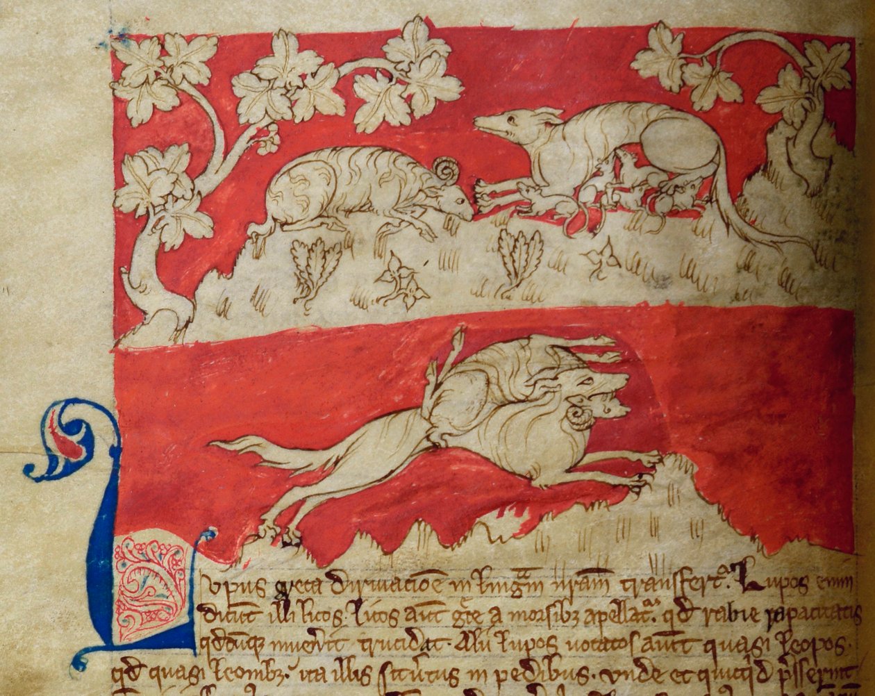 CCA-LitMs/D/10 fol. 4v Wolf, fra Bestiary af English School