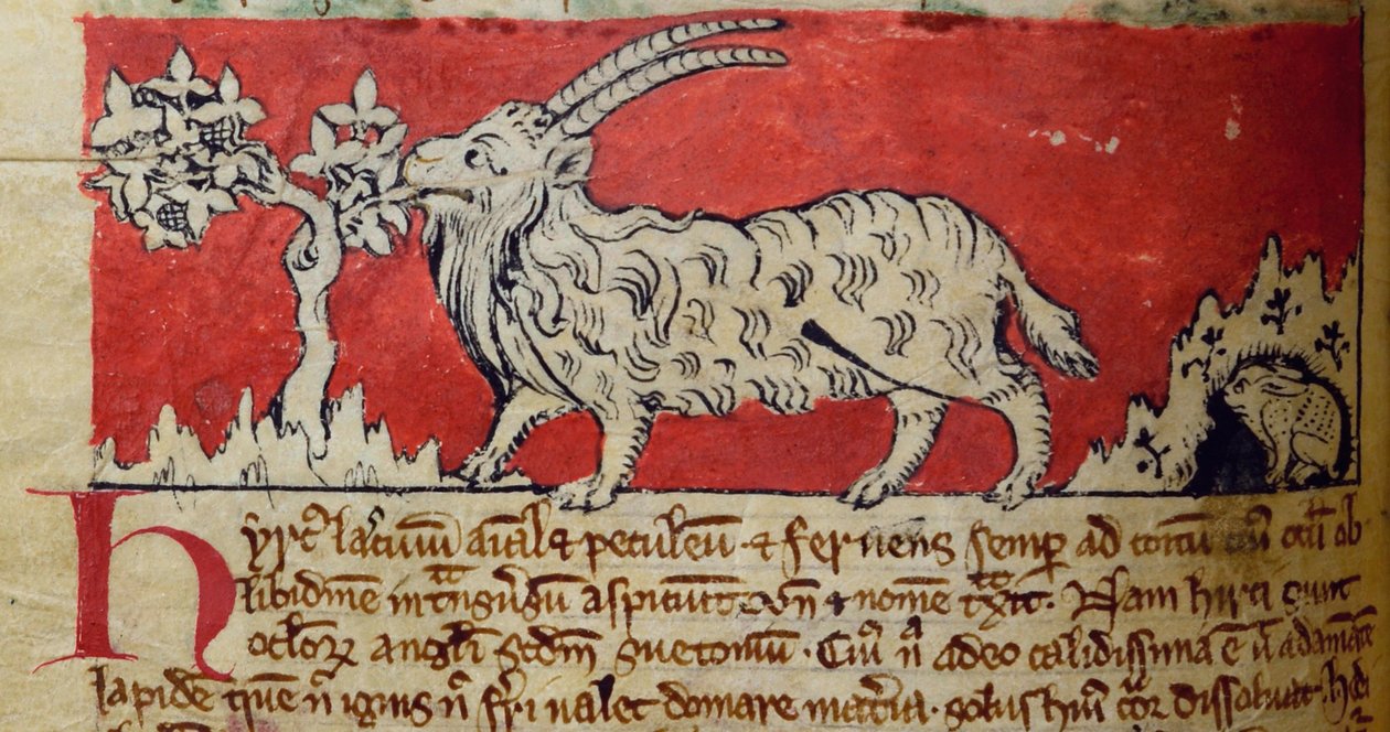 CCA-LitMs / D / 10 fol. 8v Goat, from Bestiarydani af English School