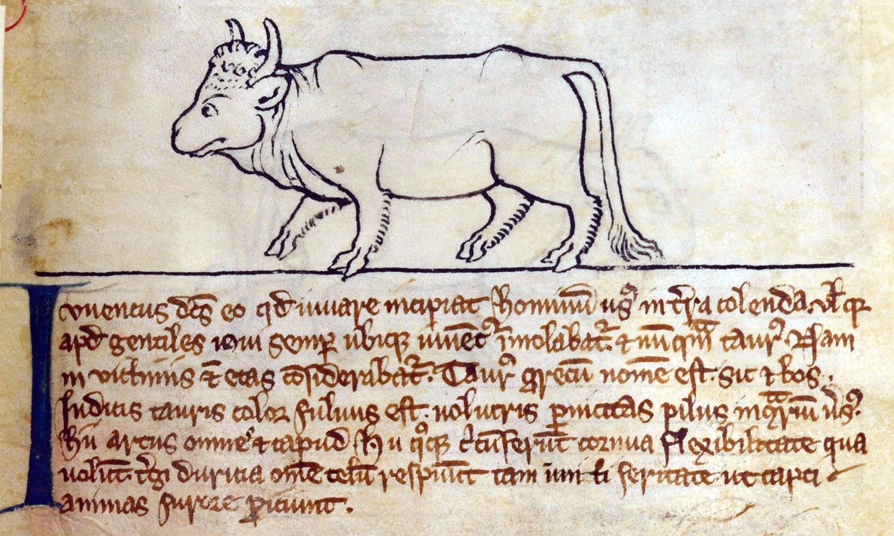CCA-LitMs/D/10 fol. 9r Bullock, fra Bestiary af English School