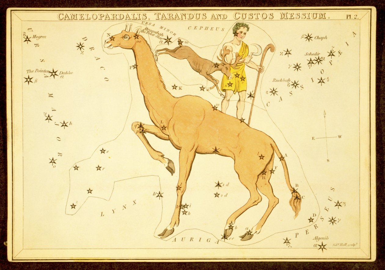 Camelopardalis, Tarandus og Custos Messium, pub. 1825 (håndfarvet gravering) af English School