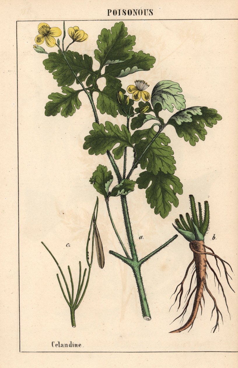 Celandine viser gule blomster og rødder.   , fra "The Instructive Picturebook, or Lessons from the Vegetable World," [Charlotte Mary Yonge], Edinburgh af English School