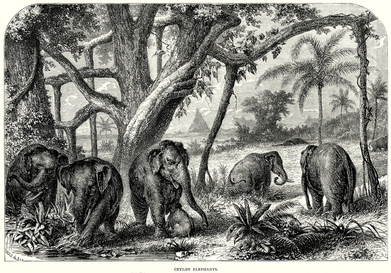 Ceylon-elefanter (kobberstik) af English School