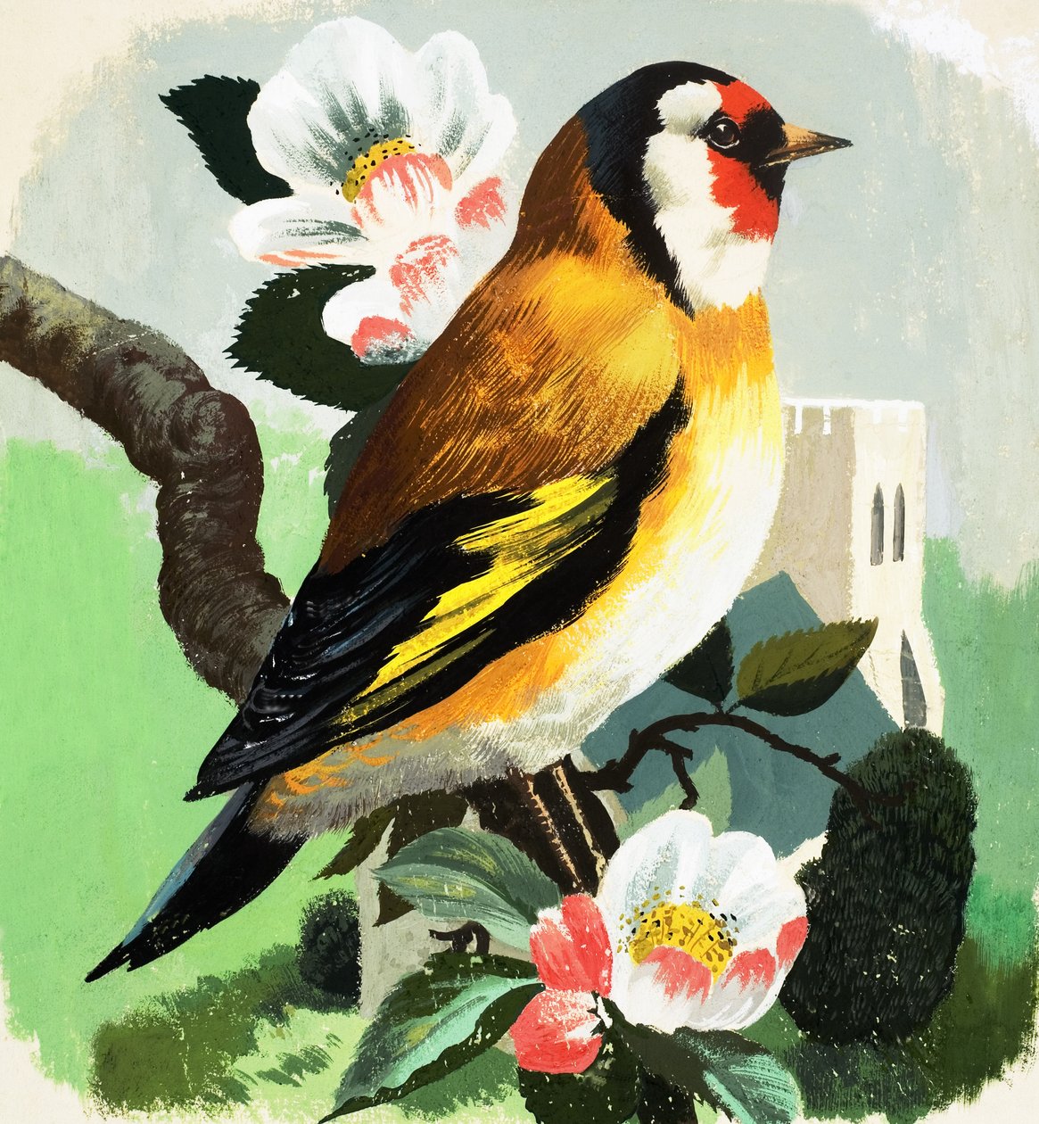 Kvækerfinke (gouache på papir) af English School