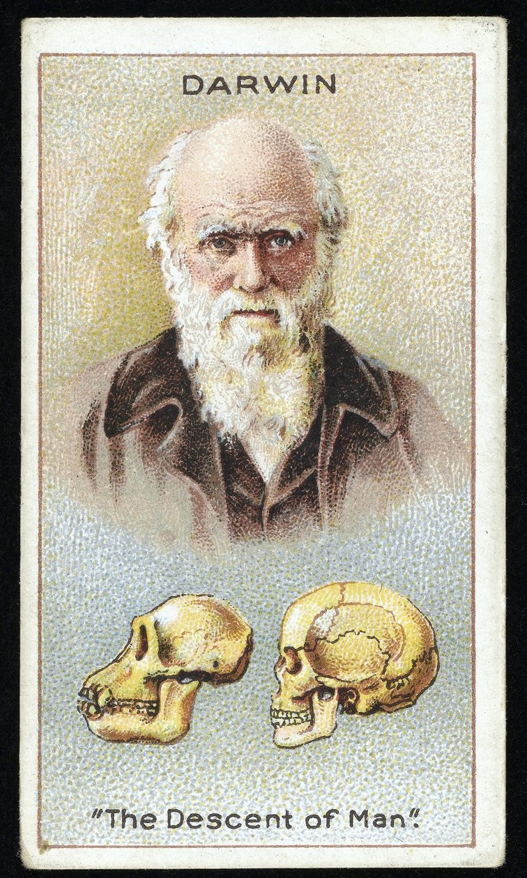Charles Darwin, "The Descent of Man", pub. 1924 (farve litho) af English School