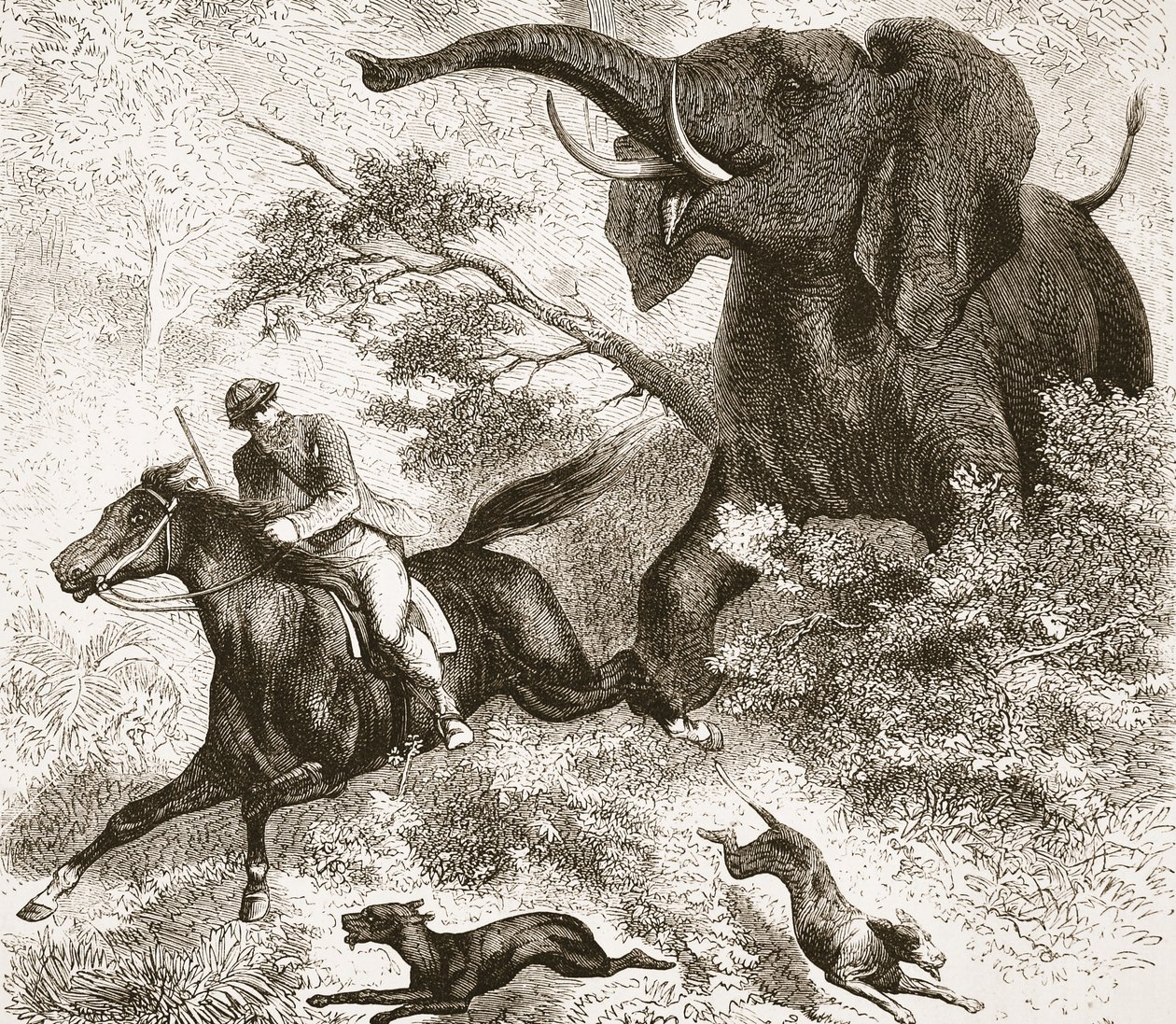 Jaget af en elefant, illustration fra The Pictorial Edition of the Life and Discoveries of David Livingstone af J. Ewing Richie, pub. af A. Fullarton & Co., 1876 af English School