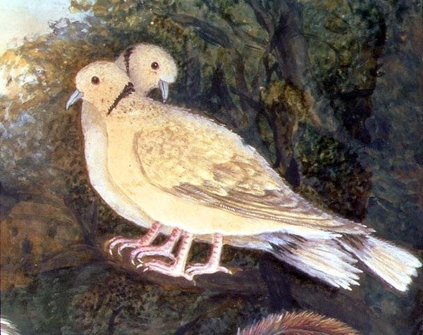 Kylling og duer nær en gård, detalje af duer (akvarel, gouache på papir) (detaljer fra 93278) af English School