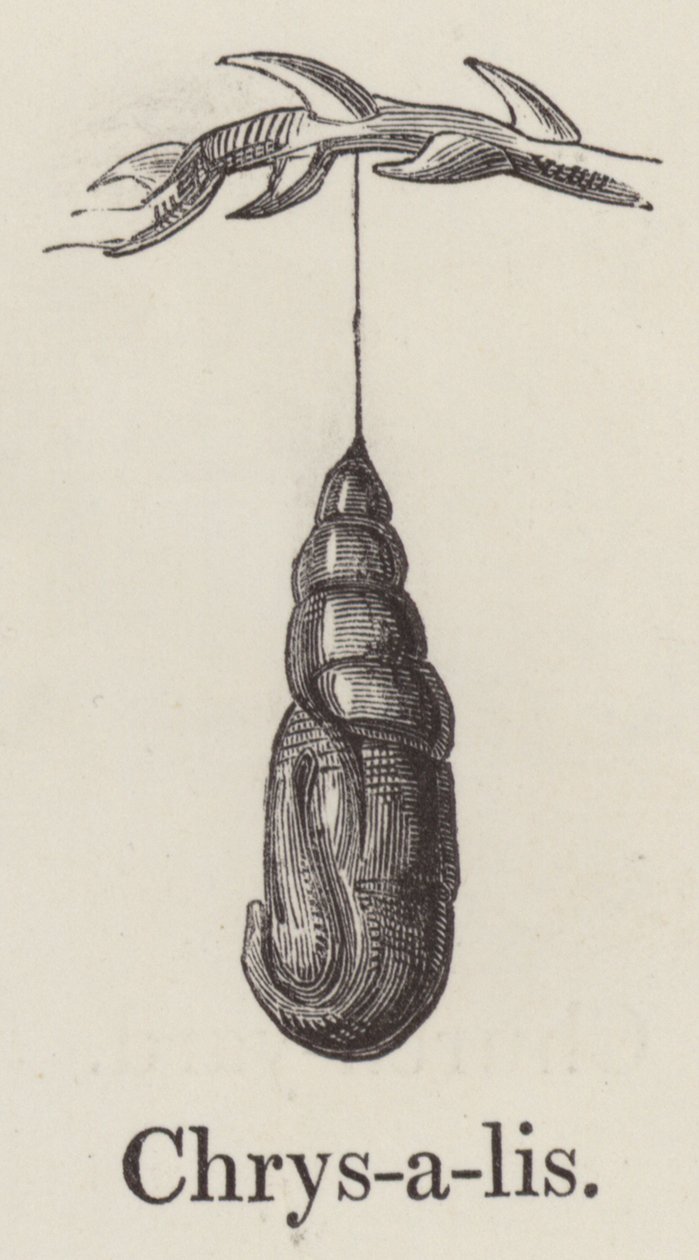 Chrysalis (gravering) af English School