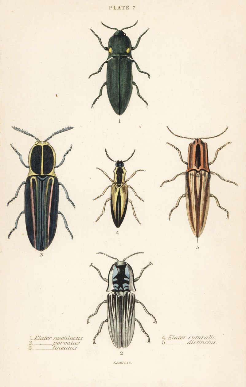 Klikbille: Forlygte elater, Pyrophorus noctilucus 1, Chalcolepidius porcatus 2, foret klikbille, Agriotes lineatus 3, Elater suturalis 4 og Semiotus distinctus 5 af English School