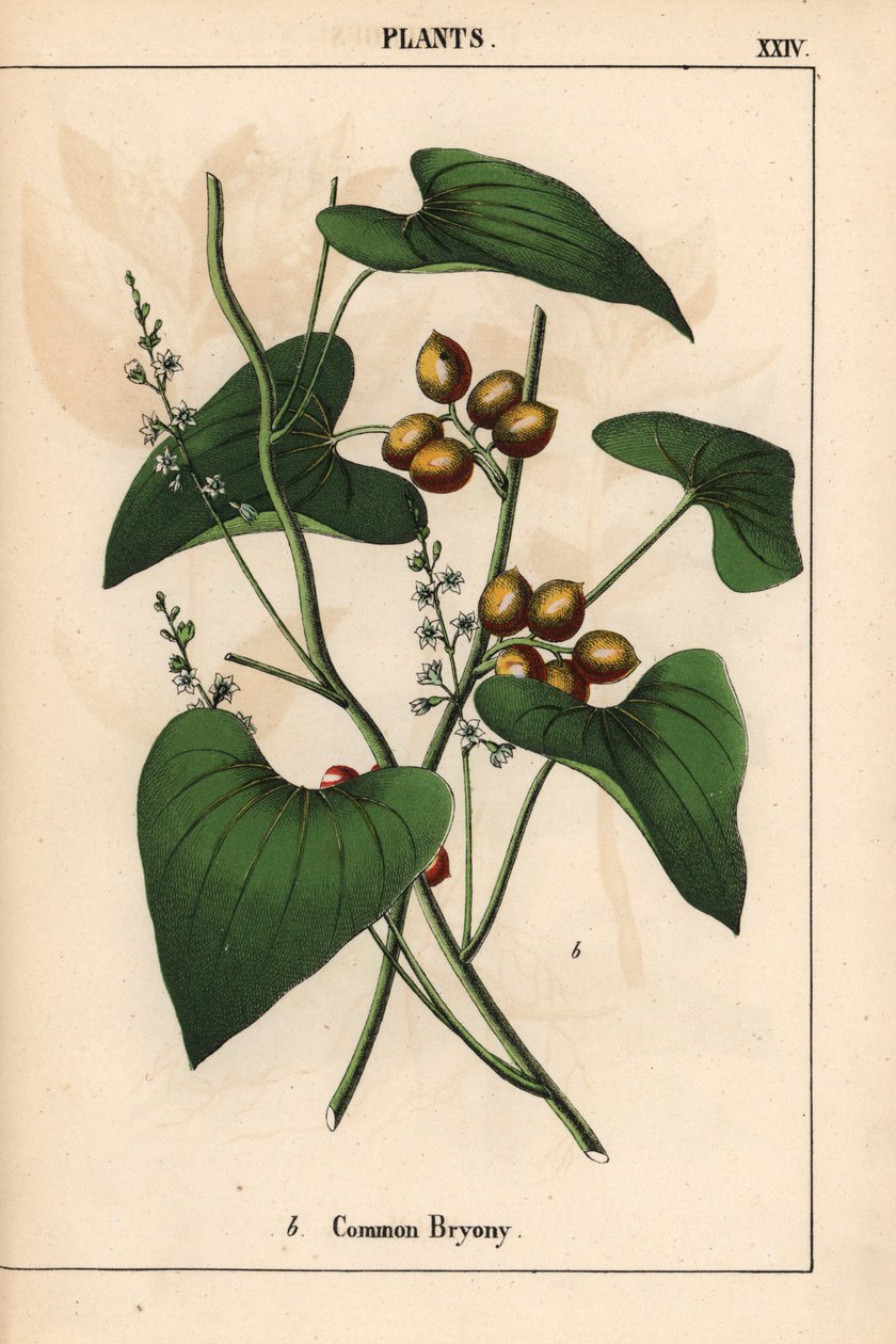 Almindelig Bryony med gyldne bær. Bryonia Alba   , fra "Den lærerige billedbog eller lektioner fra grøntsagens verden", [Charlotte Mary Yonge], Edinburgh af English School
