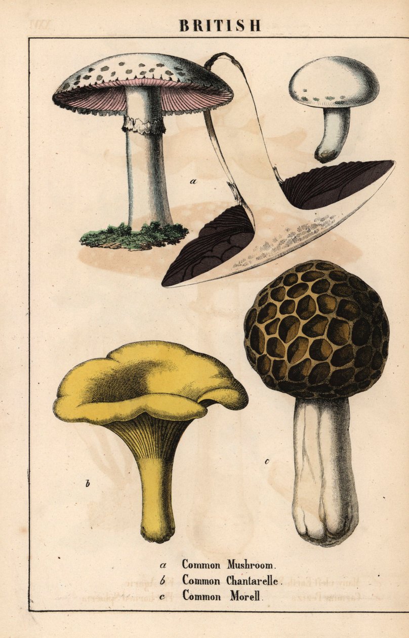 Almindelig champignon Agaricus, gylden chantarelle svamp Cantharellus cibarius og morkel svamp Morchella esculenta   , fra "The Instructive Picturebook, or Lessons from the Vegetable World," [Charlotte Mary Yonge], Edinburgh af English School