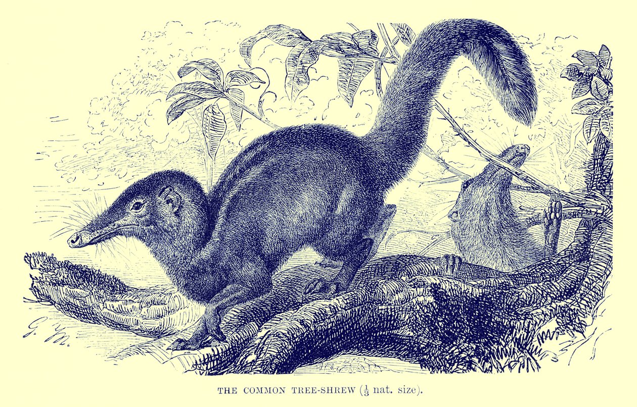 Almindelig træspidsmus, illustration fra 