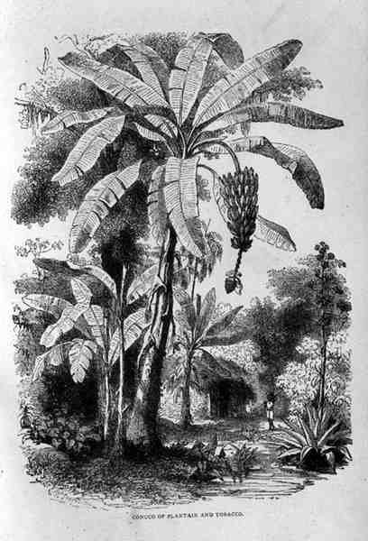 Conuco of Plantain and Tobacco, fra Santo Domingo Fortid og Nutid af Samuel Hazard, pub. i 1873 af English School