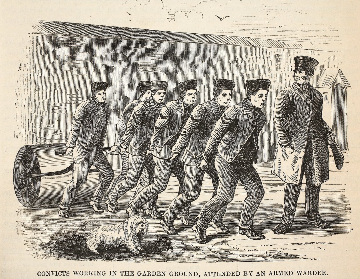 Fanger, der arbejder i haven, overværet af en bevæbnet vagtmand, illustration fra The Criminal Prisons of London og Scenes from Prison Life af Henry Mayhew og John Binny, pub. 1862 af English School