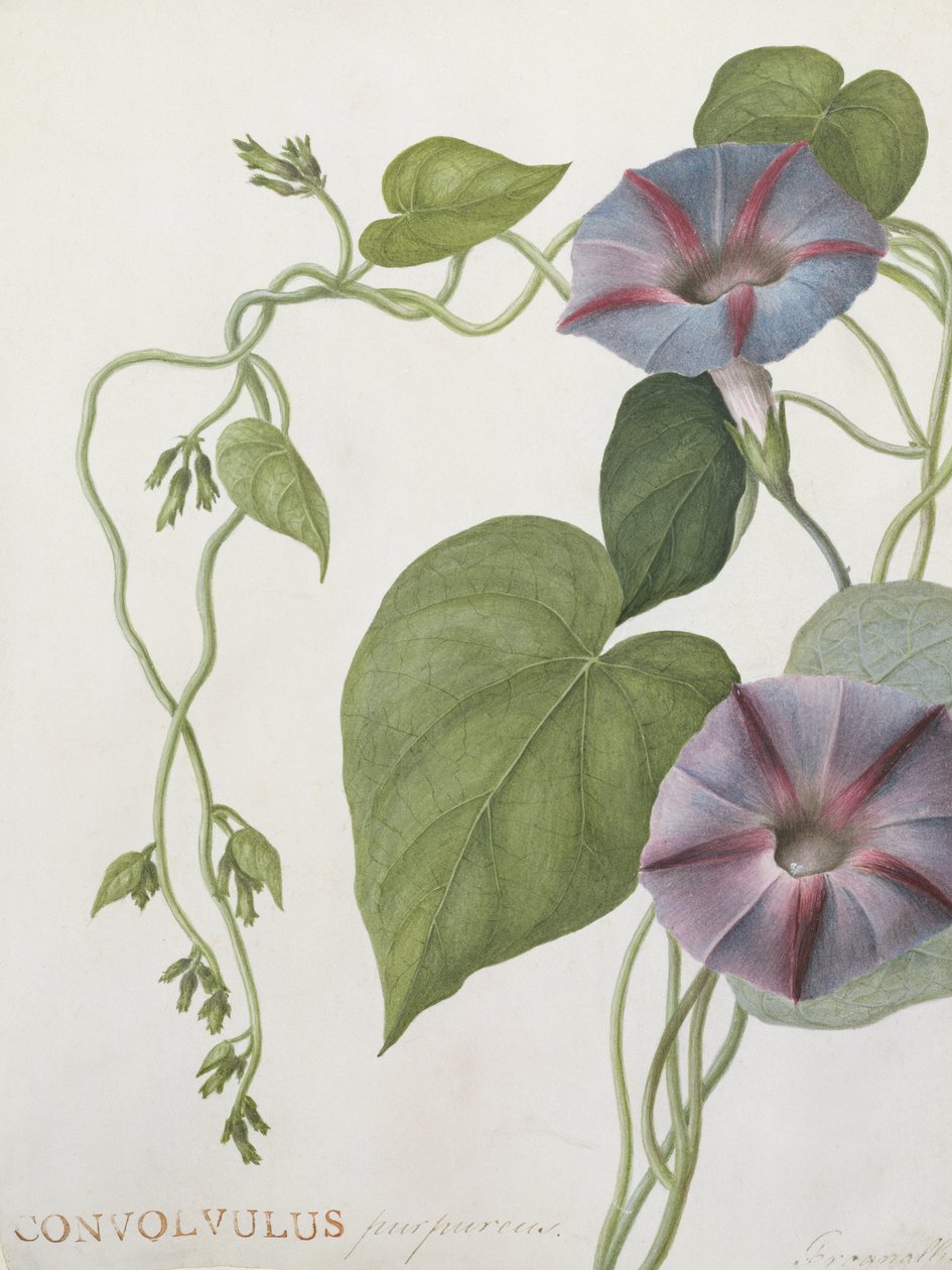 Convolvulus Purpurus (wc på vellum) af English School