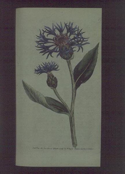 Kornblomst (Centaurea montana), tallerken 77 fra William Curtis