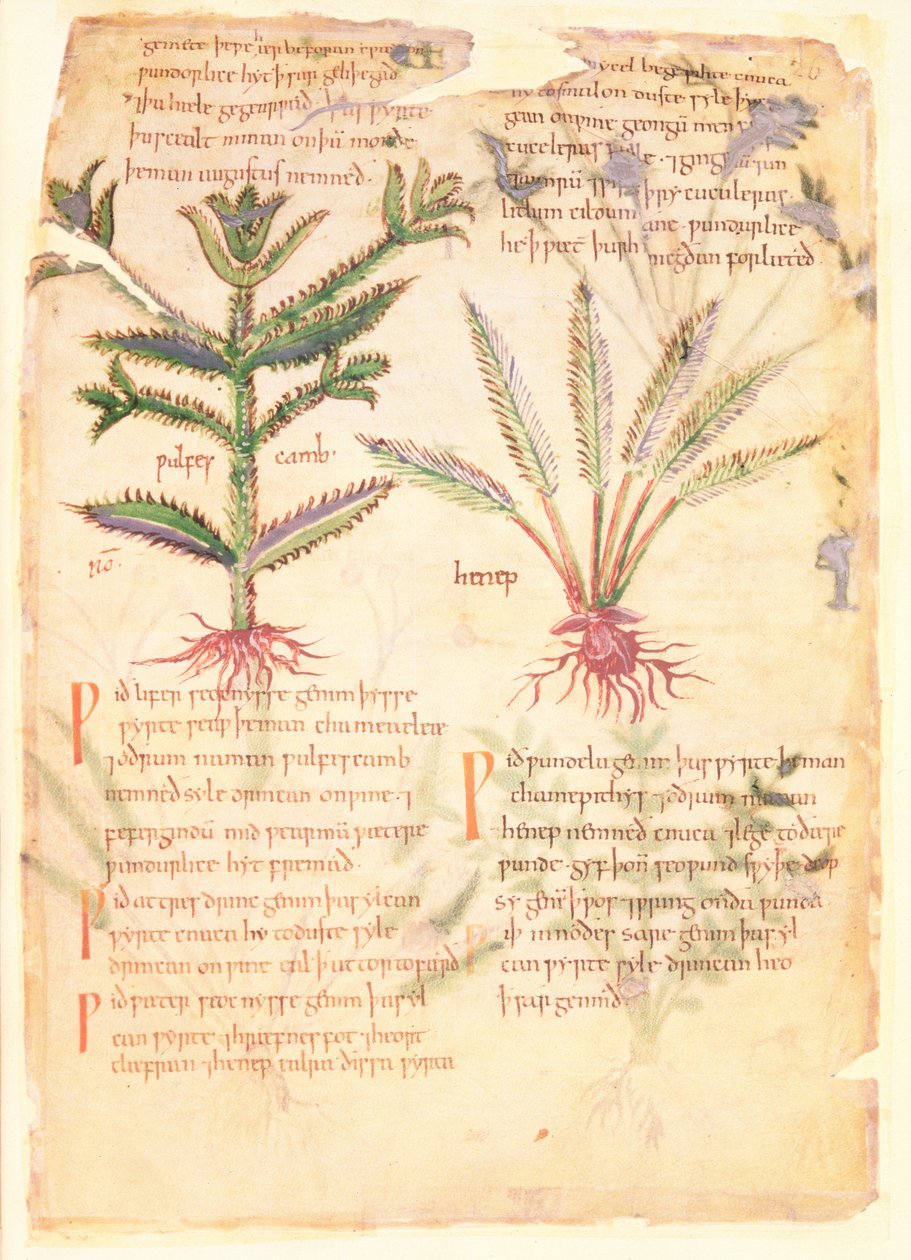 Cotton Vitellius C.III fol.30 Illustrationer af Wulfes Camb og Henep, fra 