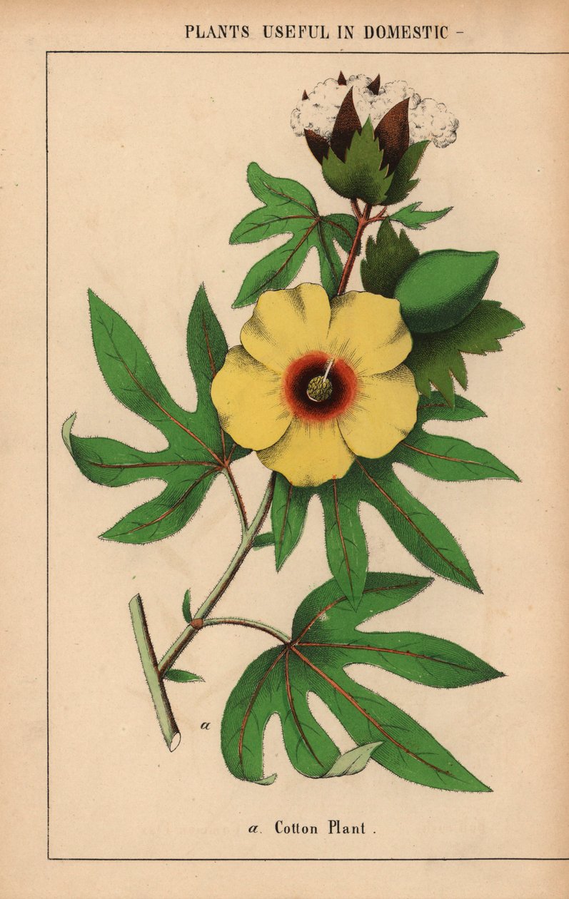 Bomuldsplante, med gul blomst og hvid bomuldsbolle.  , fra "The Instructive Picturebook, or Lessons from the Vegetable World," [Charlotte Mary Yonge], Edinburgh af English School