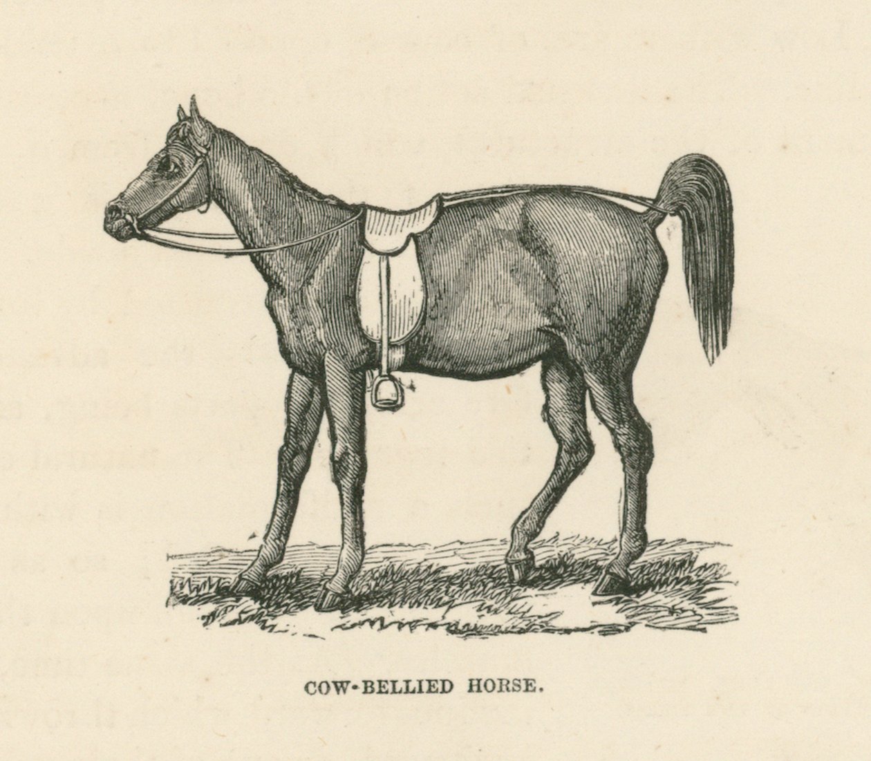 Cow-Bellied Horse (gravering) af English School