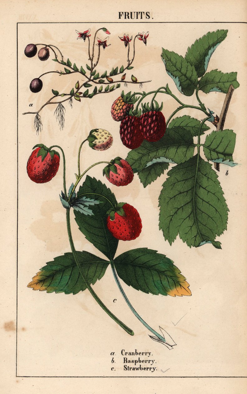 Tranebær, hindbær og jordbær frugter.   , fra "The Instructive Picturebook, or Lessons from the Vegetable World," [Charlotte Mary Yonge], Edinburgh af English School