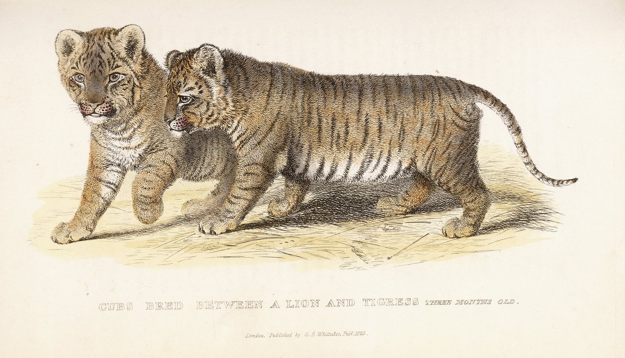 Cubs bred between a Lion and Tigress, three months old, 1827-1835dani af English School