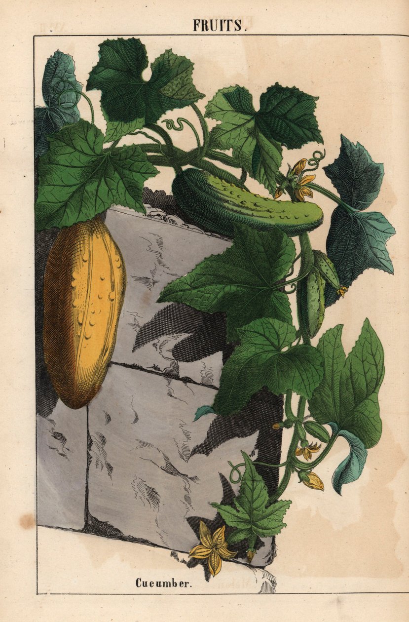 Agurkeplante med gul umodne og moden grøn agurkefrugt Cucumis sativus   , fra "The Instructive Picturebook, or Lessons from the Vegetable World," [Charlotte Mary Yonge], Edinburgh af English School