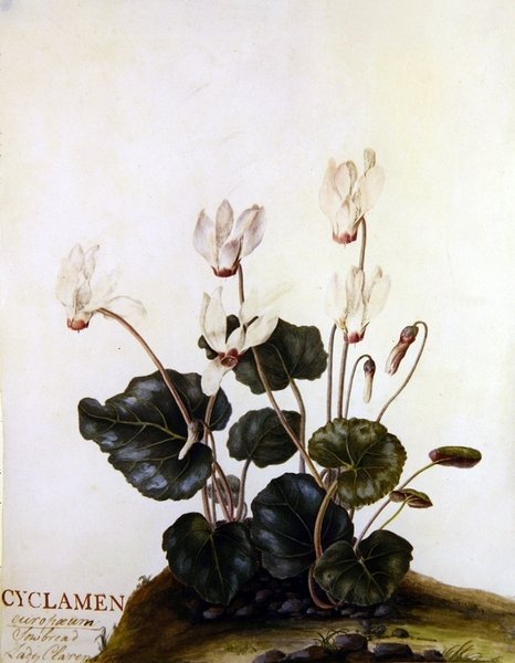 Cyclamen European Sowbred Lady Clarendon (akvarel på vellum) af English School