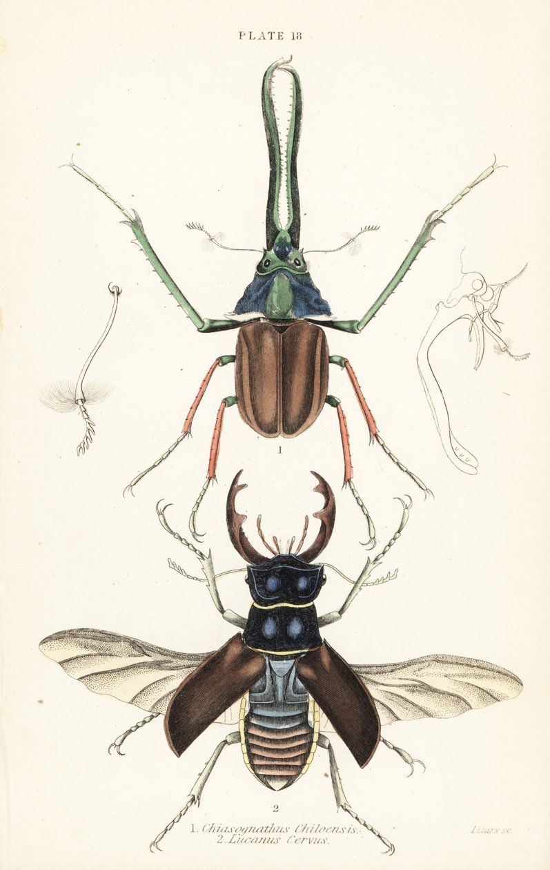 Darwin