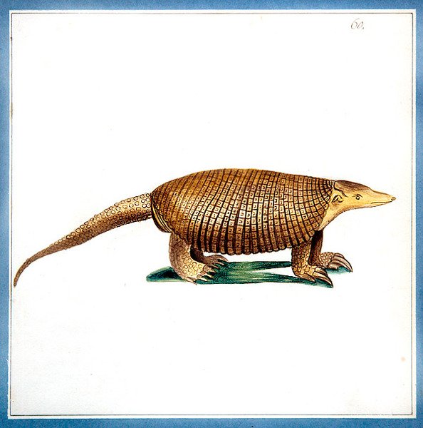 Dasypus bæltedyr, ca. 1810 (akvarel på papir) af English School