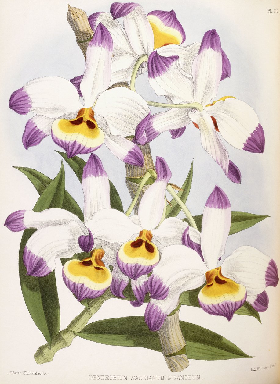 Dendrobium Wardianum Giganteum, 1824-1890 af English School