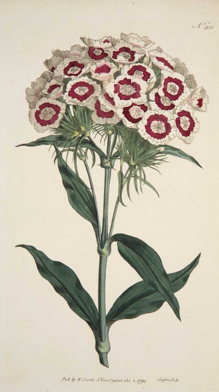 Dianthus Barbatus Bearded Pink, pub. 1792 håndkoloreret gravering. af English School