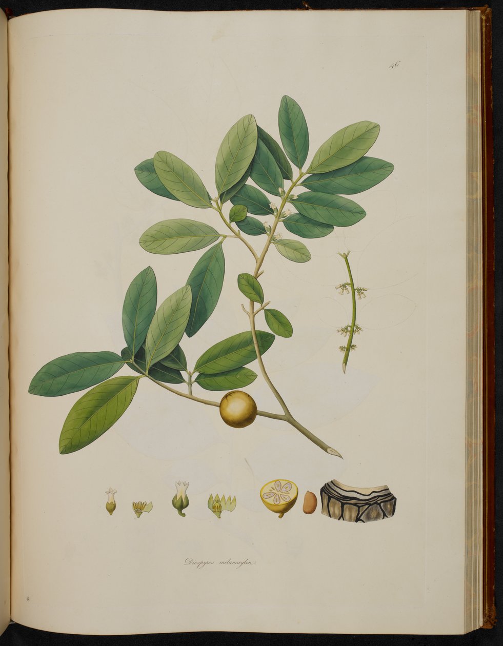 Diospyros melanoxylon, fra 
