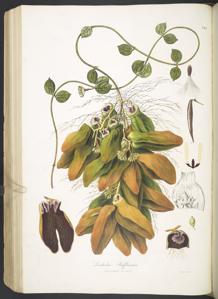Dischidia Rafflesiana, tavle 142 fra 