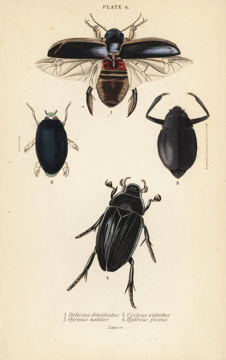 Dykkerbille, Dytiscus dimidiatus 1, almindelig hvirvelbille, Gyrinus natator 2, Cyclous vittatus 3 og stor sølvvandbille, Hydrophilus piceus 4 af English School
