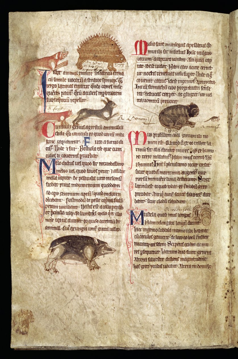Hund jagter et hulepindsvin, ræv jagter en kanin, kat jagter en mus etc., engelsk bestiarium, begyndelsen af det 13. århundrede (pergament) af English School