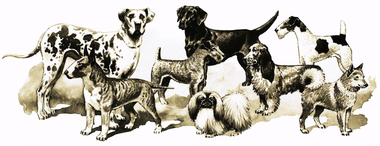 Hunde af English School