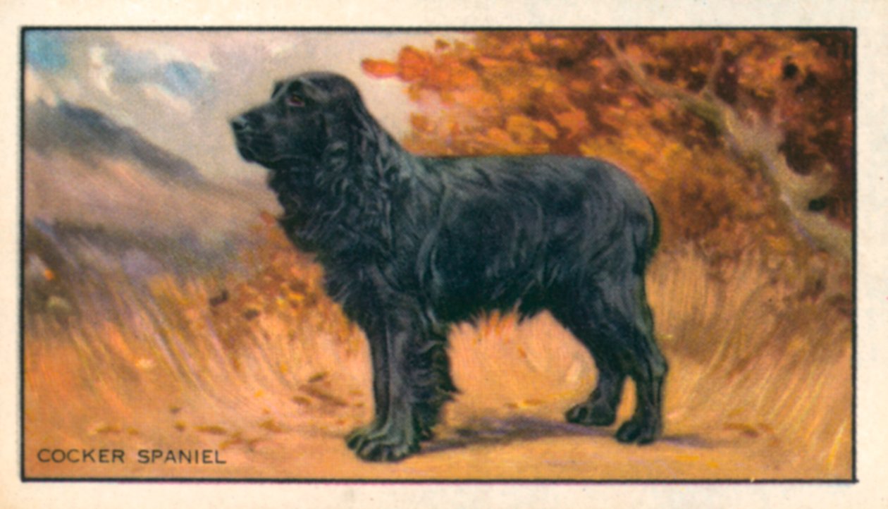 Hunde: Cocker Spaniel (farvelitografi) af English School