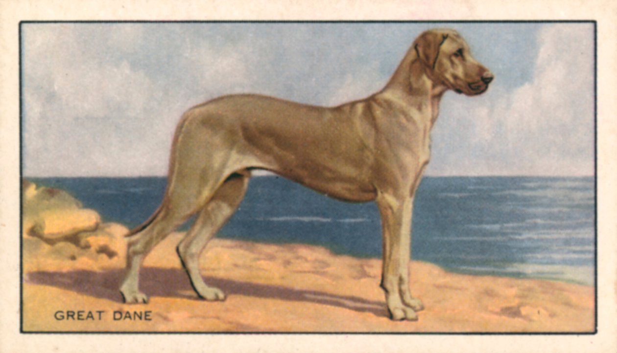 Hunde: Grand Danois (farvelitografi) af English School