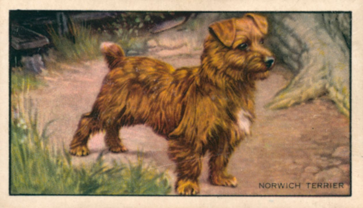 Hunde: Norwich Terrier (farvelitografi) af English School