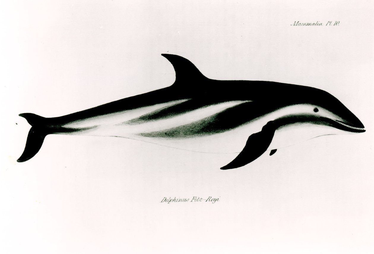 Dolphin, illustration fra 