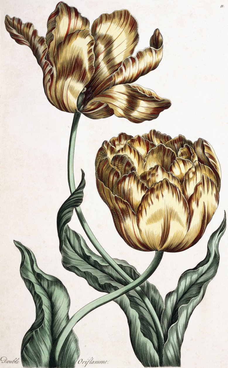 Double Oriflamme, 1759dani af English School