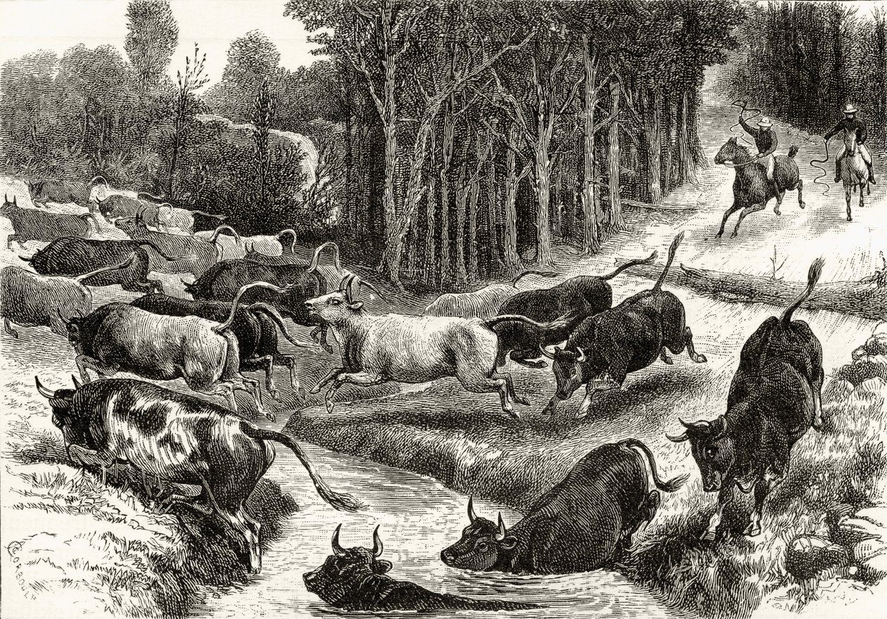 Driving Cattle in Australia, ca. 1880, fra 
