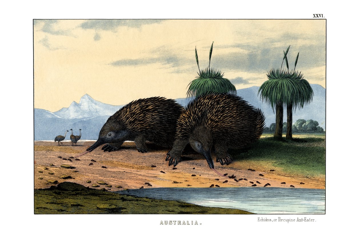 echidna af English School
