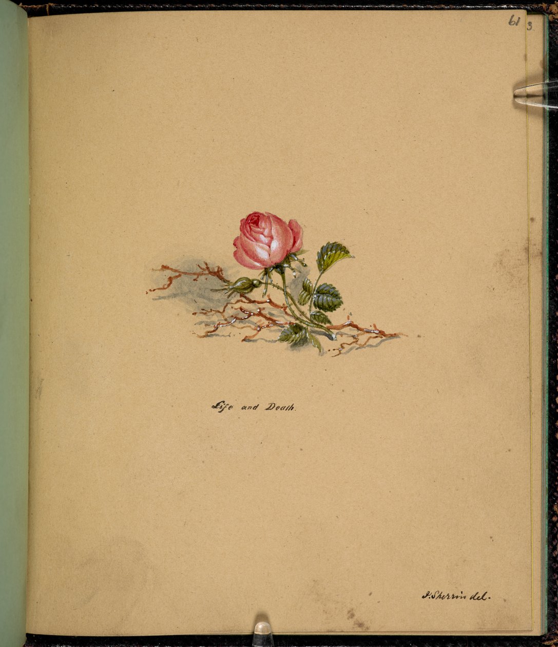 F. 61: En rose, Liv og død, fra en 