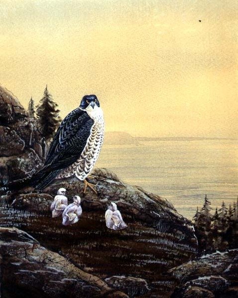 Falcon with its Chicks, ca. 1890 (akvarel på papir) af English School