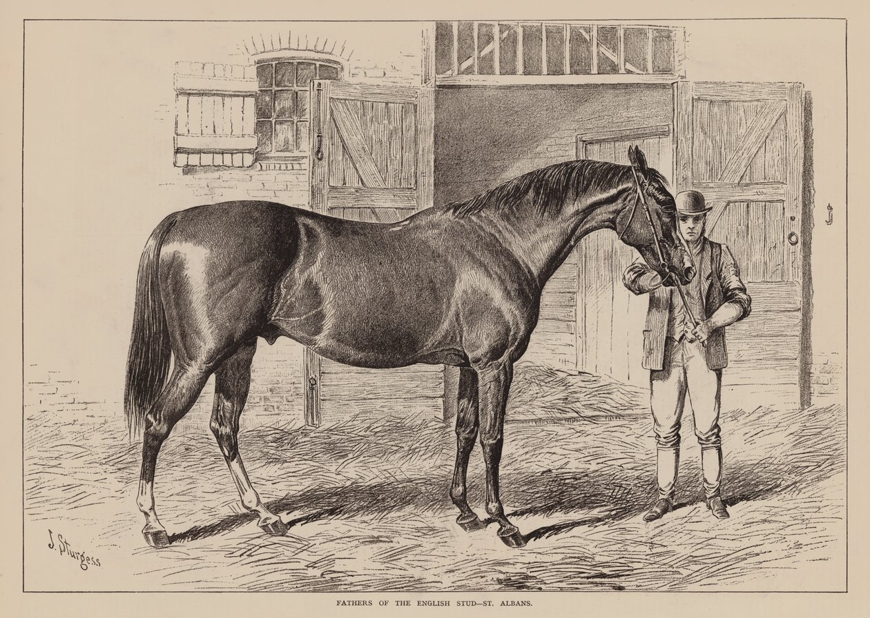 Fædre til det engelske stutteri, St Albans (kobberstik) af English School