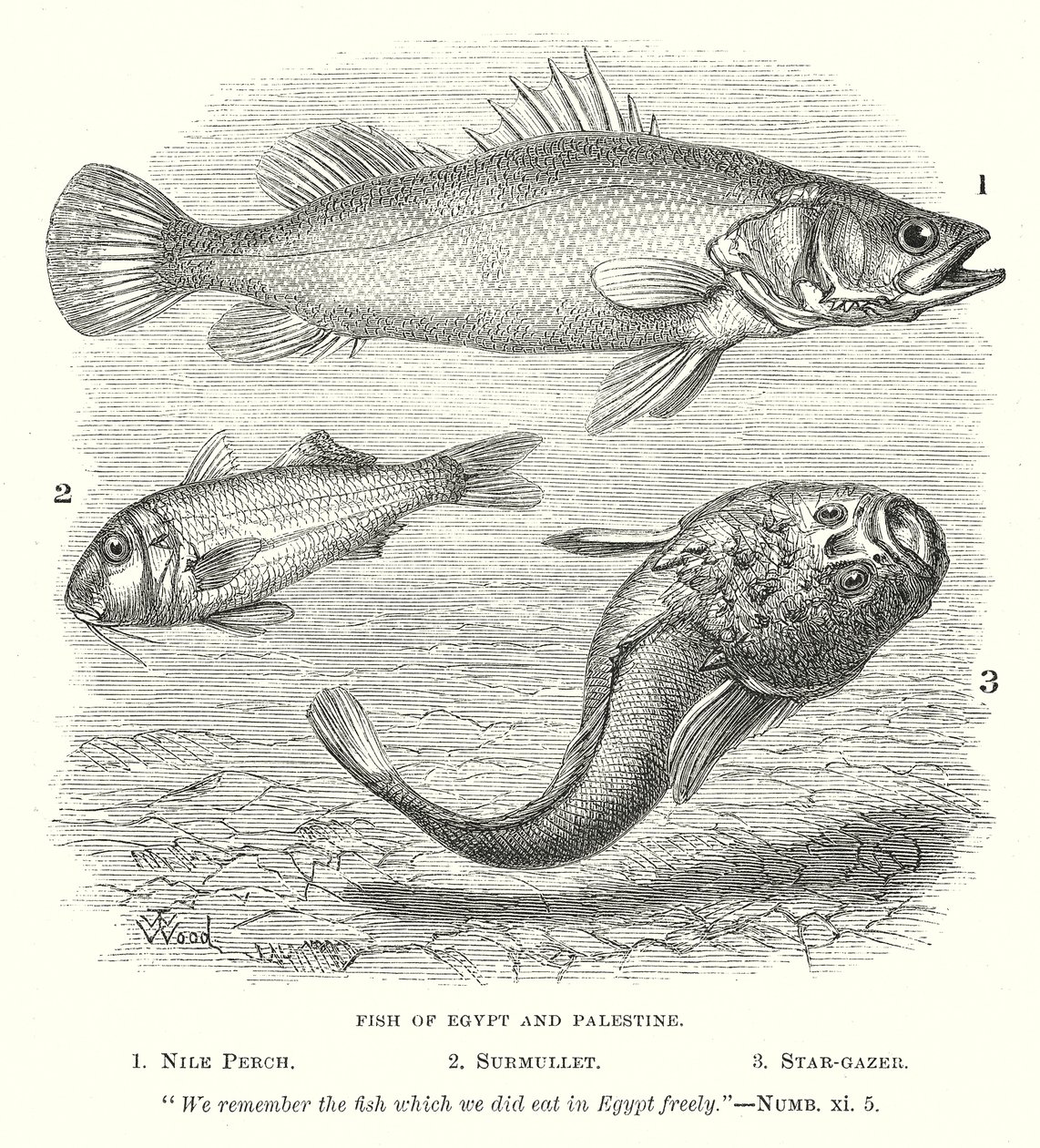 Fisk i Egypten og Palæstina (kobberstik) af English School
