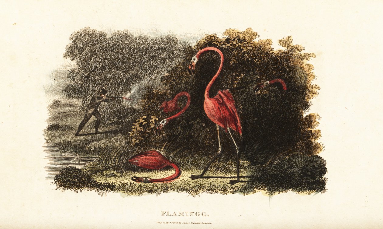 Flamingoer ser forbløffet på, mens deres ledsagere bliver slagtet af en jæger af English School