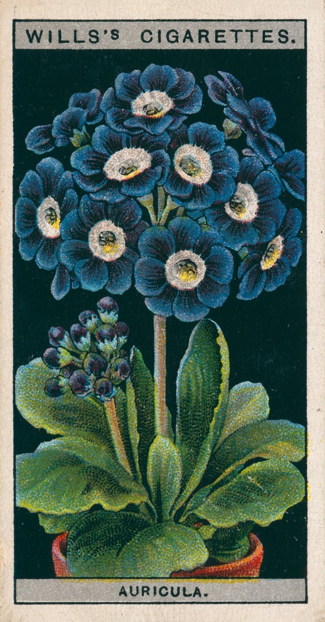 Blomsterkultur i potter: Alpine Auricula (chromolitho) af English School